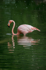 Flamenco caribeño