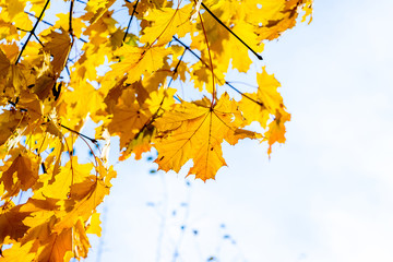 Maple leaves on the background of the sky in sunny weather_