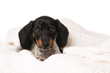 Miniature piebald dachshund lying on a blanket