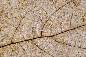 Obraz premium Detail of Leaf