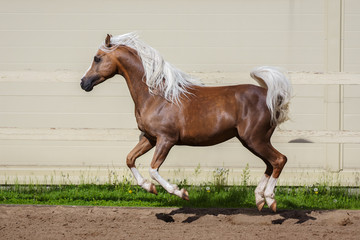Beautiful chestnut horse with long mane running in paddock on the sand background