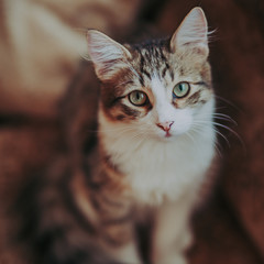 Portrait of fluffy cat with green eyes 