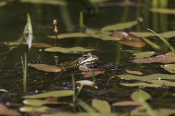 Head of a pool frog