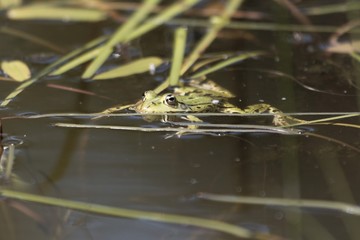 Head of a pool frog
