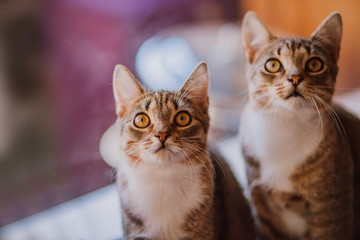 Portrait of two kittens with yellow eyes