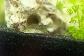Amano shrimp, Caridina multidentata, in an aquarium with a white rock and water plants