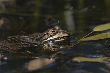 Head of a pool frog