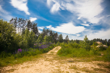 Sandy road in a picturesque forest among green grass and purple flowers