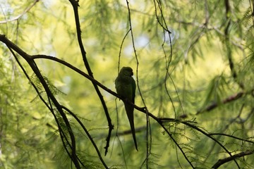 Rose-ringed parakeet, Psittacula krameri, in a park tree.