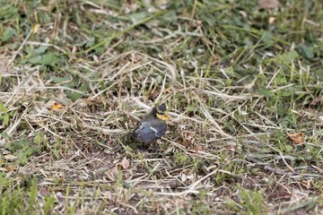 Young Eurasian blue tit, Cyanistes caeruleus