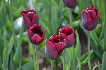 red tulips in the garden