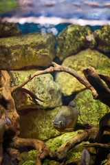 Stones and fish in the aquarium 