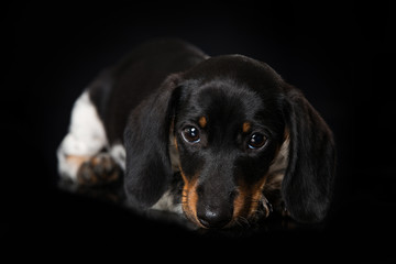 Cute miniature piebald dachshund on black background