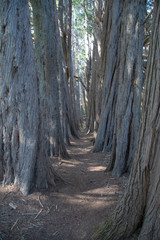 Obraz premium Tree trail in Sea Ranch, N. California