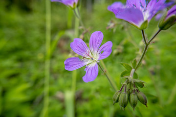 Purple Geranium sylvaticum flower in the park