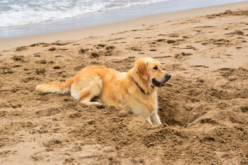 Labrador dog on the beach