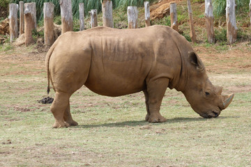 Fototapeta premium White rhinoceros photography in captivity