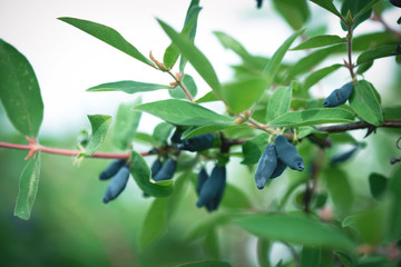 Honeysuckle tree green branch with berry.