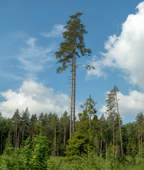Two pines growing nearby in the forest