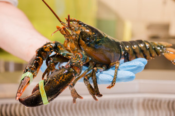 raw lobster caught from the aquarium in the hands of the seller