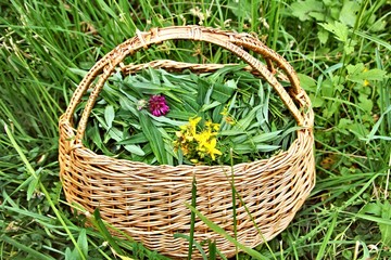 Fototapeta na wymiar Ivan tea in basket. The herbs in the summer