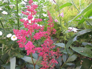 flowers in the garden