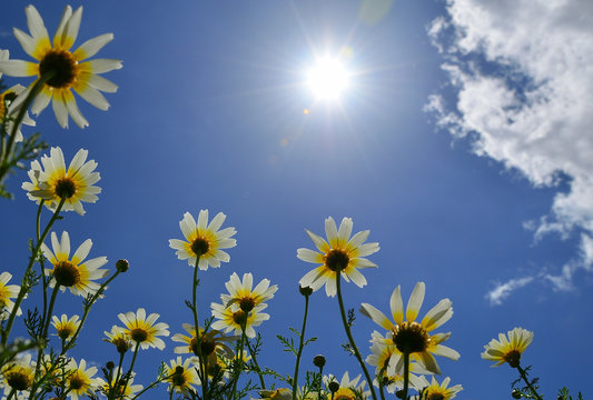 Beautiful daisies seen from below with splendid blue sky, clouds  and intense sun