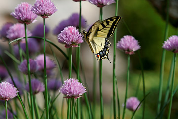 The old world swallowtail (Papilio machaon) moving wings up and down while feeding in chives. 