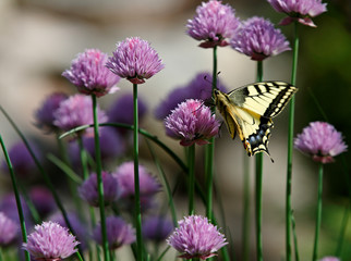 The old world swallowtail (Papilio machaon) moving wings up and down while feeding in chives. 