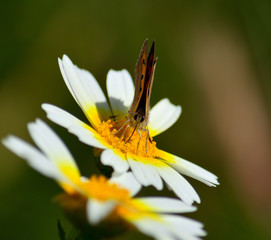 Small butterfly of colors sipping nectar on white daisy 
