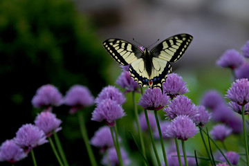 Fototapeta na wymiar The old world swallowtail (Papilio machaon) moving wings up and down while feeding in chives. 