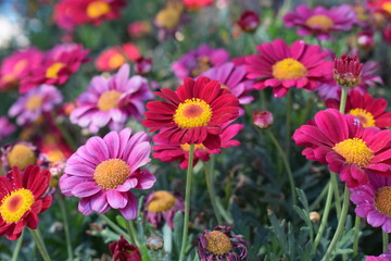 Obraz premium diferentes flores