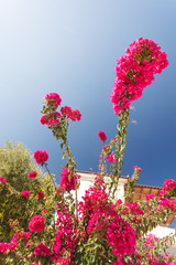 Red pink flowers blooming on bush