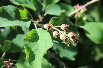 green berries of amelanchier on the branches in summer 