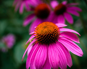 Purple Coneflower