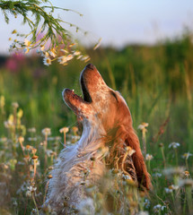 Hunting dog. English setter. Portrait of a hunting dog in nature among the green grass and wild flowers of daisies