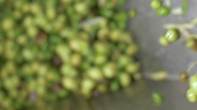 defocused olives falling in the crusher.Making Olive oil in South of Italy