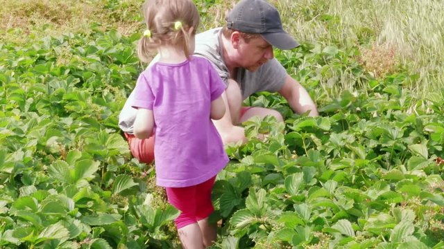 Man and little girl gathering ripe red garden strawberry to basket. Family farm, gardening. Father giving berry to daughter, she put it down to prickle. Attracting child to agriculture, harvesting