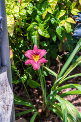 Flowers in June 2019
