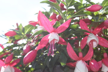 Fuchsie im Garten