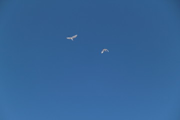 Two white herons are flying against the blue sky