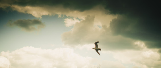 Seagull flying on cloudy beautiful blue sky