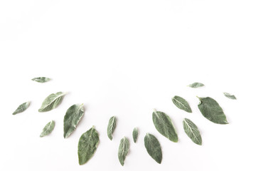 Fototapeta na wymiar Flat lay of frame with green branches, leaves and petals isolated on white background. Top view