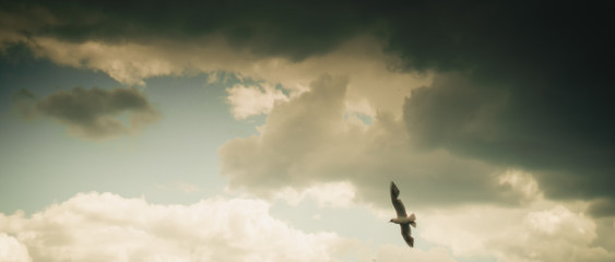 Seagull flying on cloudy beautiful blue sky