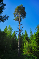 Summer meadow landscape with green grass and wild flowers on the background of a coniferous forest.