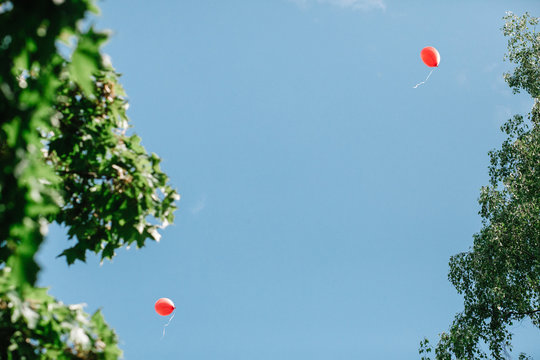 Two red balloons against a clean blue sky framed by branches of trees with green foliage. There is a place for text.