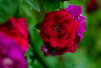 red and purple rose