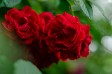 red roses