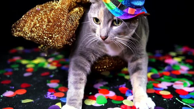 This colorful slow motion video shows a cute cat gay pride dance party reveal with fun fabric, lighting, and dancing.