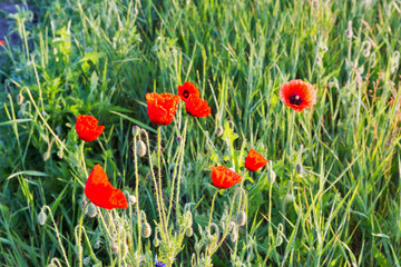 Wild poppies at early morning closeup